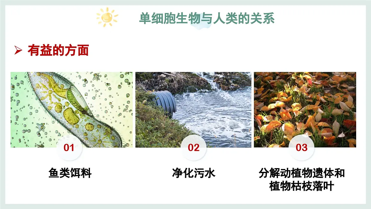 1.1.2细胞的形态（教学课件）——初中生物学冀少版（2024）七年级上册第8页