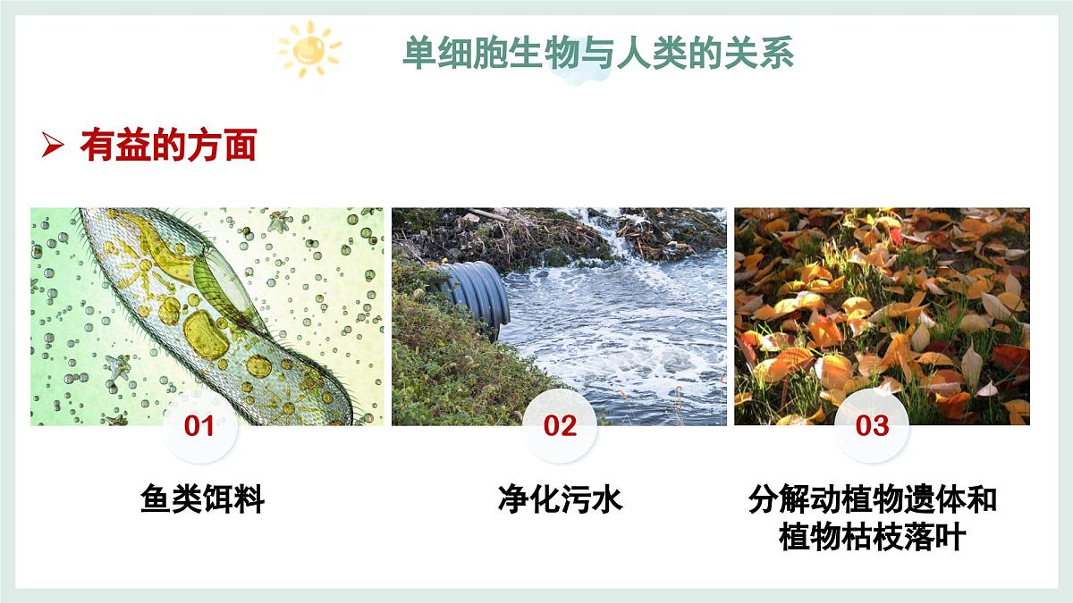 1.1.2细胞的形态（教学课件）——初中生物学冀少版（2024）七年级上册第8页