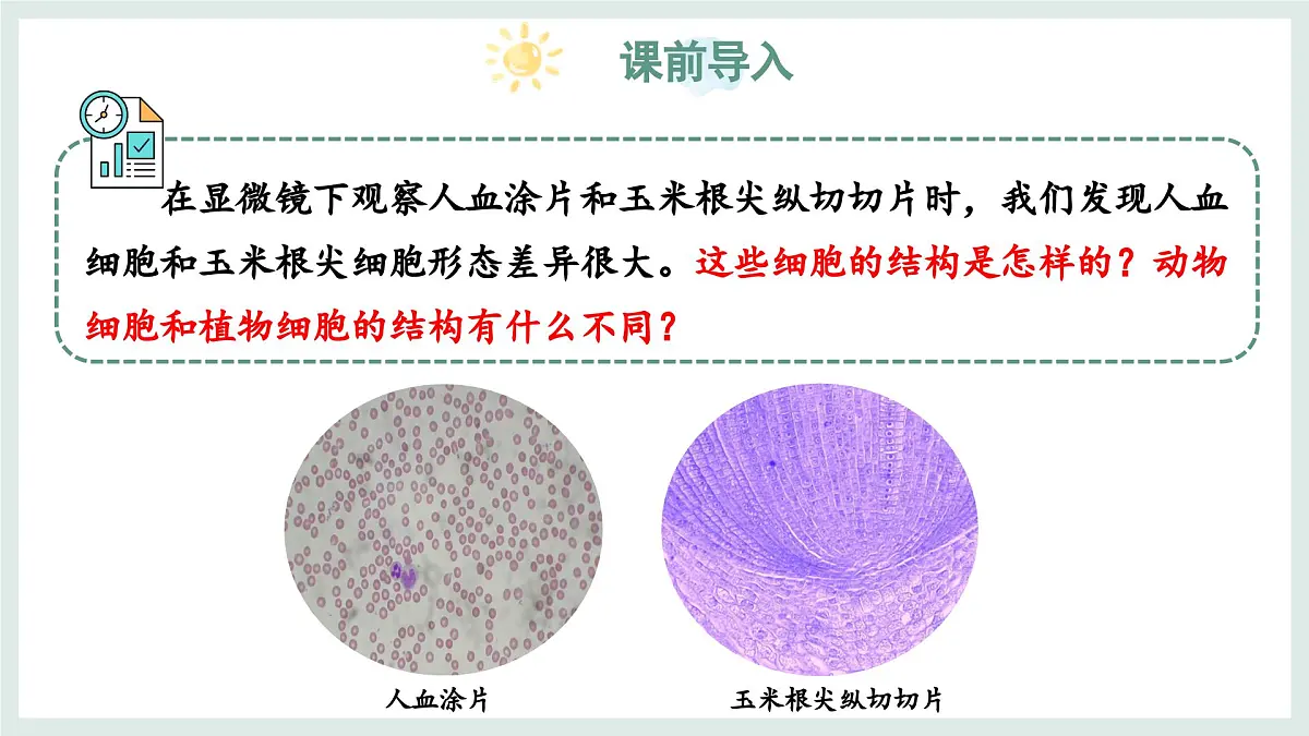 1.1.3细胞的结构（教学课件）——初中生物学冀少版（2024）七年级上册第3页