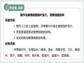1.1.3細(xì)胞的結(jié)構(gòu)（教學(xué)課件）——初中生物學(xué)冀少版（2024）七年級上冊