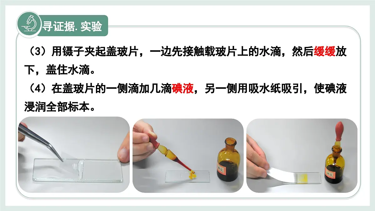 1.1.3细胞的结构（教学课件）——初中生物学冀少版（2024）七年级上册第8页