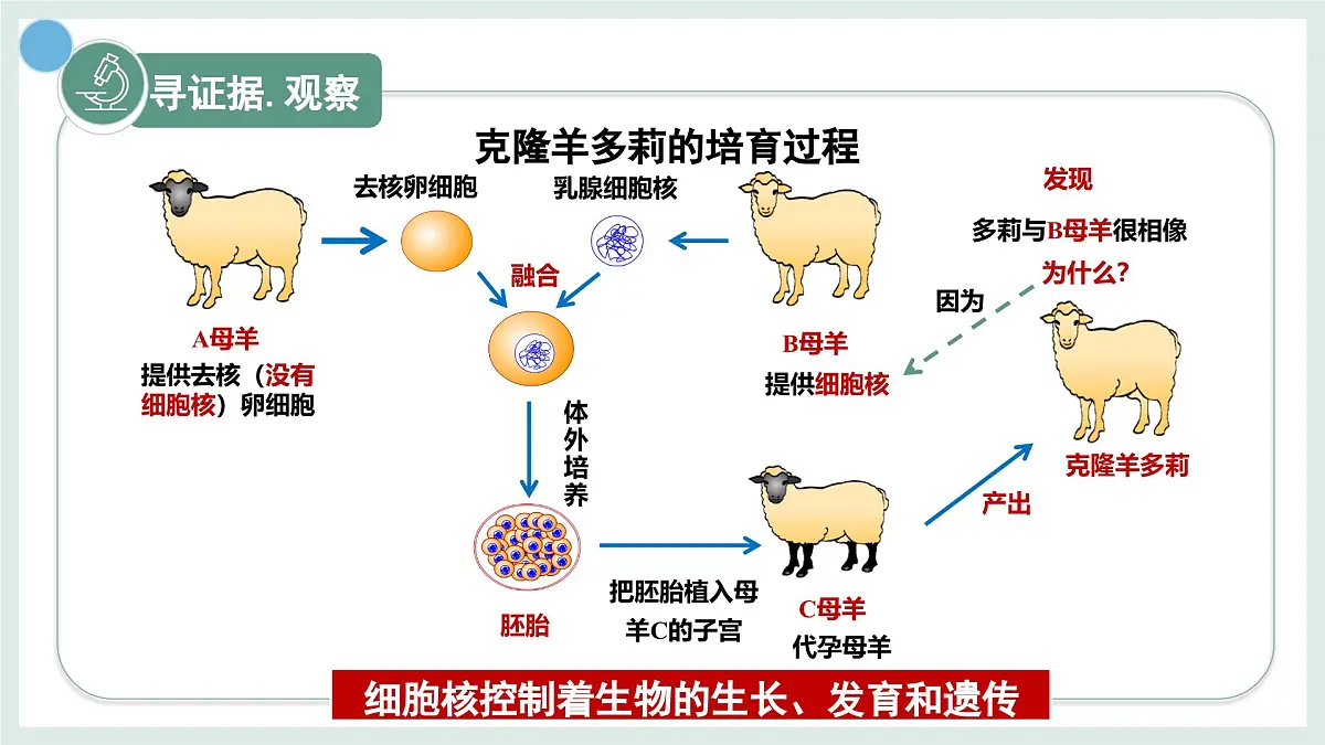 1.1.4细胞的生命活动（教学课件）——初中生物学冀少版（2024）七年级上册第5页