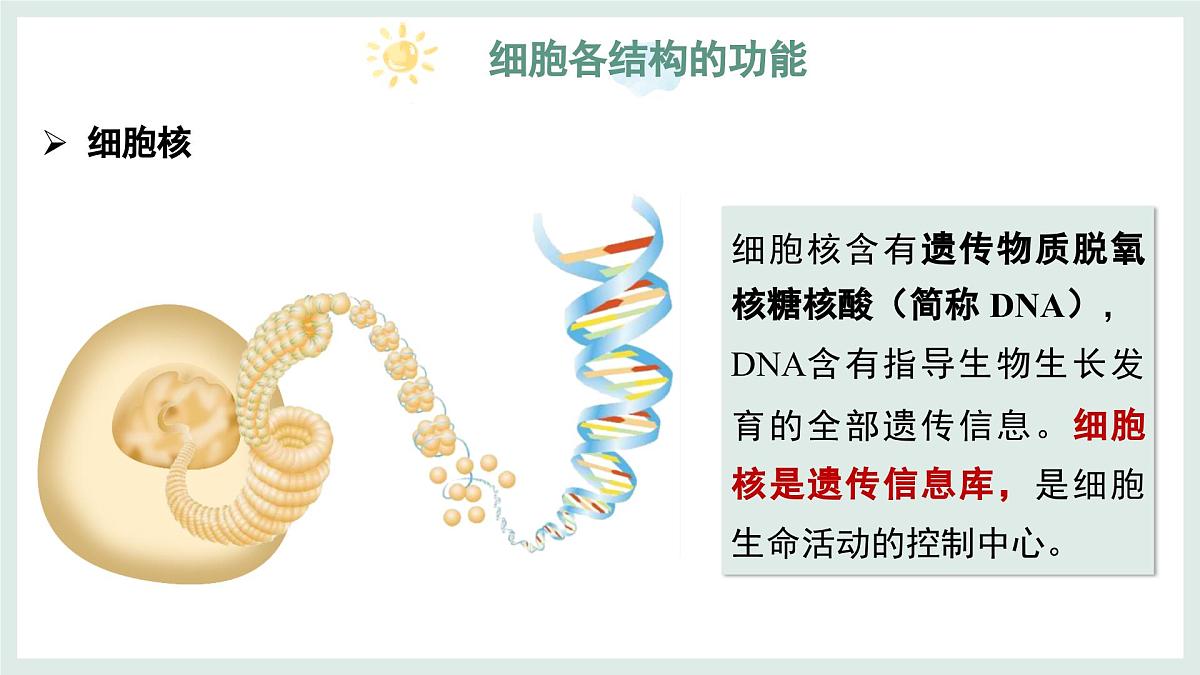 1.1.4细胞的生命活动（教学课件）——初中生物学冀少版（2024）七年级上册第8页