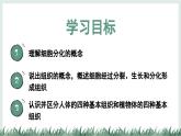 1.2.2組織的形成（教學(xué)課件）——初中生物學(xué)冀少版（2024）七年級上冊