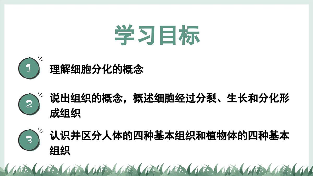1.2.2组织的形成（教学课件）——初中生物学冀少版（2024）七年级上册第2页