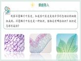 1.2.2組織的形成（教學(xué)課件）——初中生物學(xué)冀少版（2024）七年級上冊