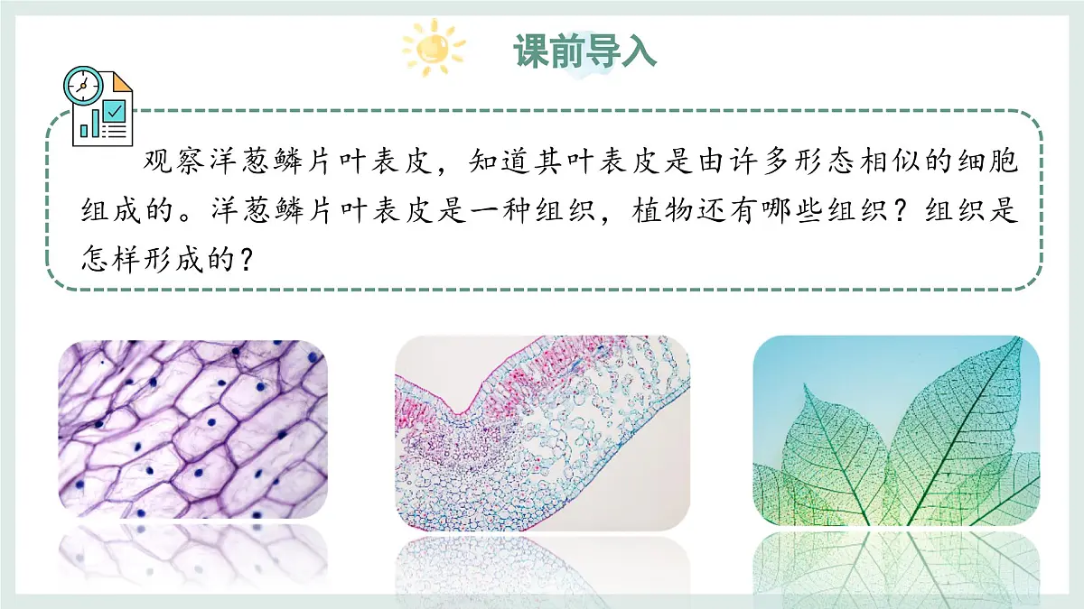 1.2.2组织的形成（教学课件）——初中生物学冀少版（2024）七年级上册第3页