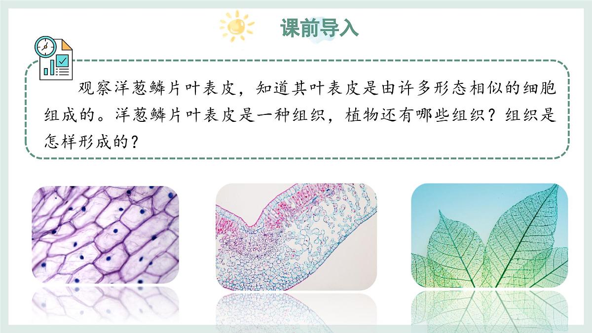 1.2.2组织的形成（教学课件）——初中生物学冀少版（2024）七年级上册第3页