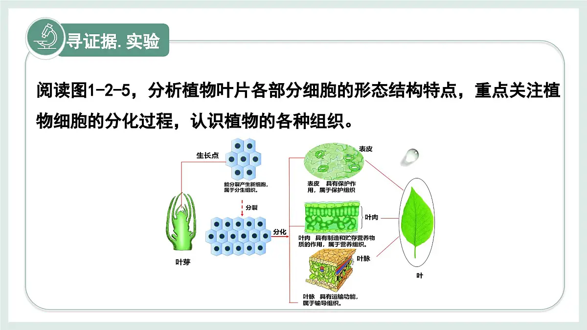 1.2.2组织的形成（教学课件）——初中生物学冀少版（2024）七年级上册第4页