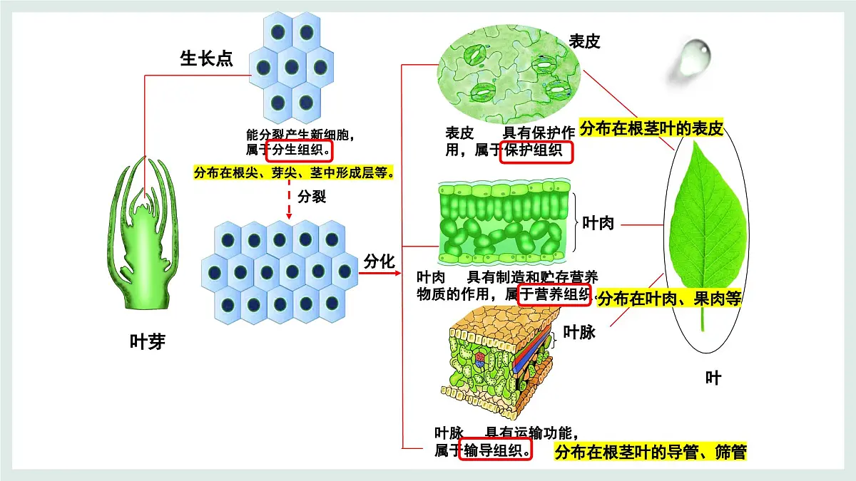 1.2.2组织的形成（教学课件）——初中生物学冀少版（2024）七年级上册第5页