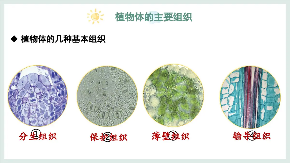 1.2.2组织的形成（教学课件）——初中生物学冀少版（2024）七年级上册第7页