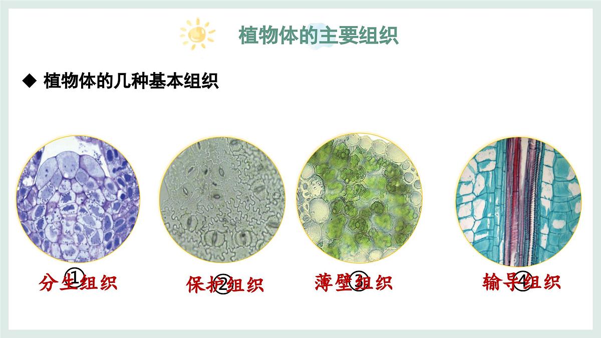 1.2.2组织的形成（教学课件）——初中生物学冀少版（2024）七年级上册第7页