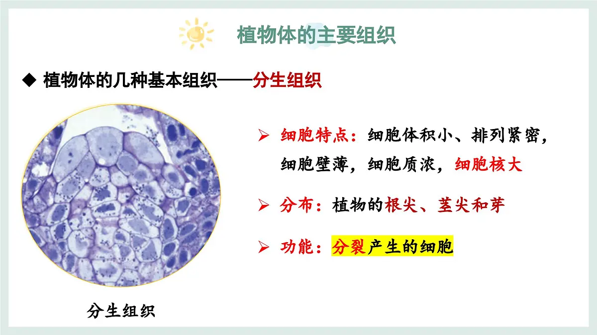 1.2.2组织的形成（教学课件）——初中生物学冀少版（2024）七年级上册第8页