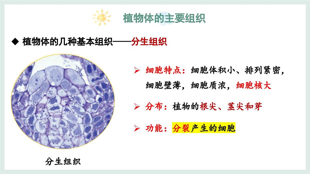 1.2.2组织的形成（教学课件）——初中生物学冀少版（2024）七年级上册第8页