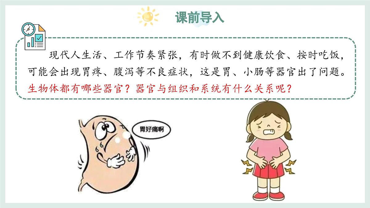 1.2.3器官和系统（教学课件）——初中生物学冀少版（2024）七年级上册第3页