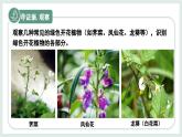 1.2.3器官和系統(tǒng)（教學(xué)課件）——初中生物學(xué)冀少版（2024）七年級上冊