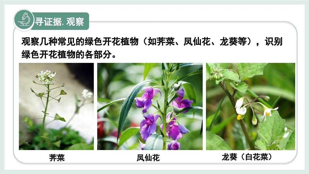 1.2.3器官和系统（教学课件）——初中生物学冀少版（2024）七年级上册第4页