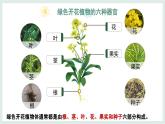 1.2.3器官和系統(tǒng)（教學(xué)課件）——初中生物學(xué)冀少版（2024）七年級上冊