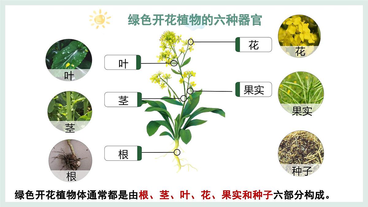1.2.3器官和系统（教学课件）——初中生物学冀少版（2024）七年级上册第5页