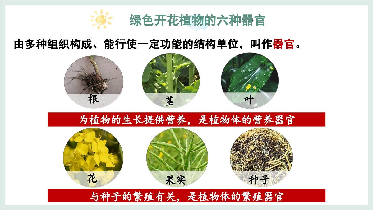 1.2.3器官和系统（教学课件）——初中生物学冀少版（2024）七年级上册第6页