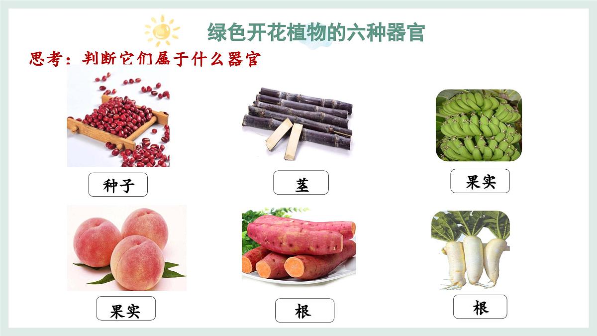 1.2.3器官和系统（教学课件）——初中生物学冀少版（2024）七年级上册第8页