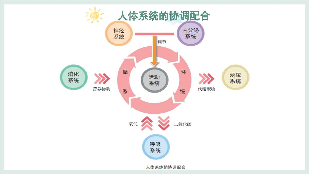 1.2.4生物体（教学课件）——初中生物学冀少版（2024）七年级上册第7页