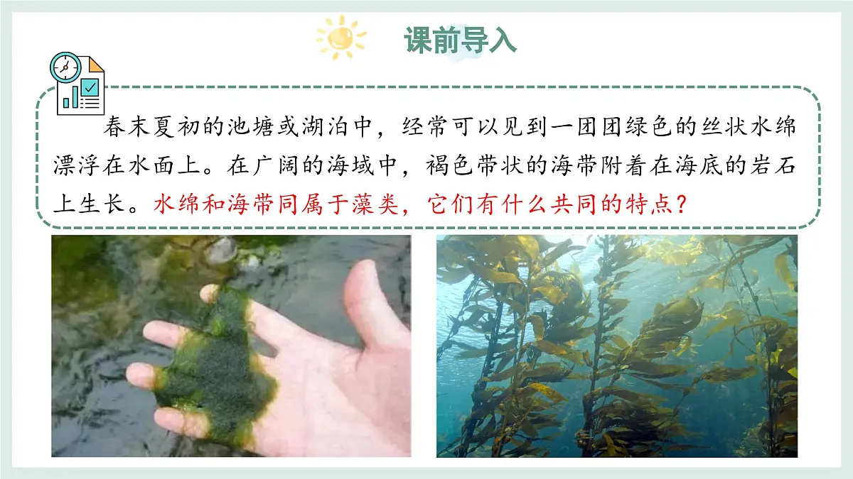 2.1.1藻类（教学课件）——初中生物学冀少版（2024）七年级上册第3页