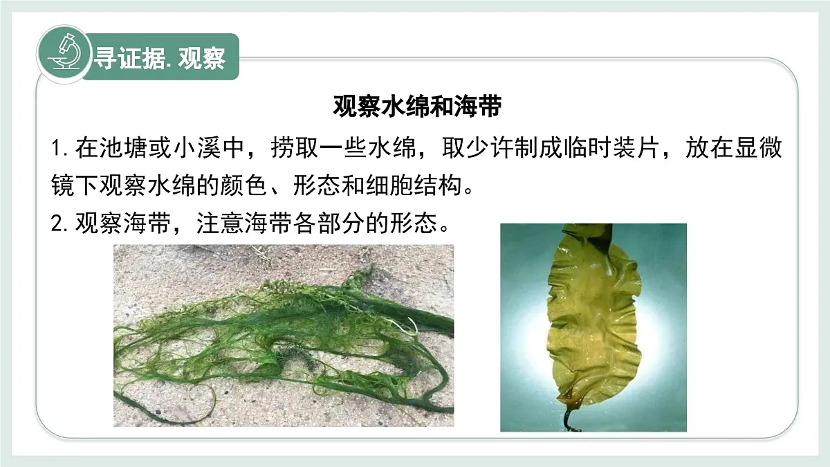 2.1.1藻类（教学课件）——初中生物学冀少版（2024）七年级上册第4页