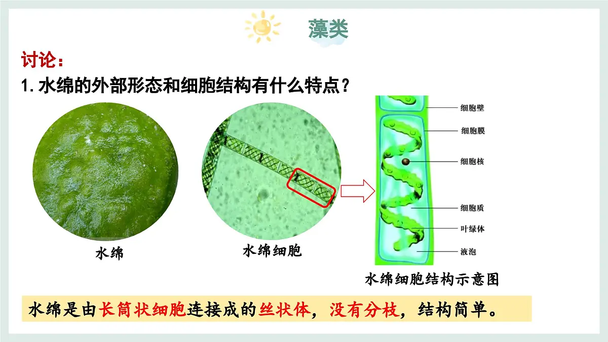 2.1.1藻类（教学课件）——初中生物学冀少版（2024）七年级上册第5页