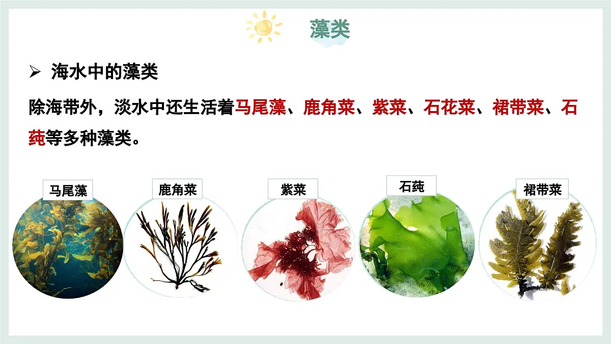 2.1.1藻类（教学课件）——初中生物学冀少版（2024）七年级上册第8页