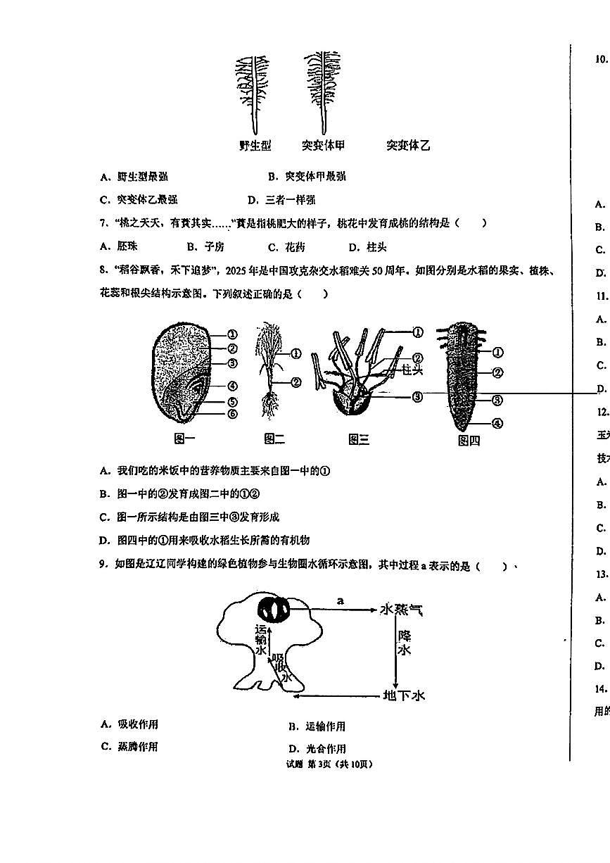 天津市第一中学滨海学校2024-2025学年七年级下学期第二次月考生物试卷（PDF版，含答案）第3页