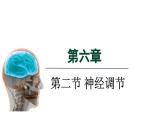 人教版（2024）生物八年級上冊 6.2 神經(jīng)調(diào)節(jié)（課件）