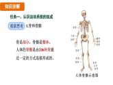 人教版（2024）生物八年級上冊 6.3 神經(jīng)系統(tǒng)支配下的運動（課件）