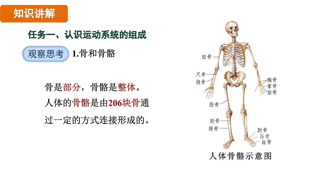 人教版（2024）生物八年级上册 6.3 神经系统支配下的运动（课件）第4页