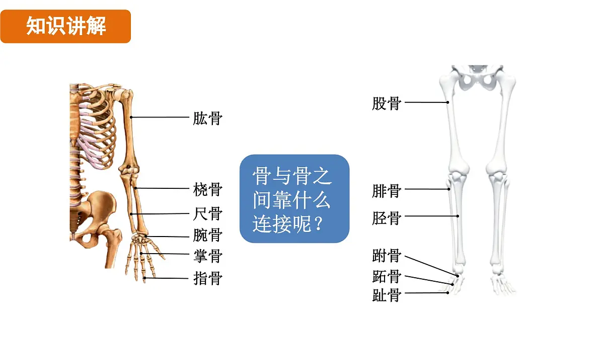 人教版（2024）生物八年级上册 6.3 神经系统支配下的运动（课件）第5页