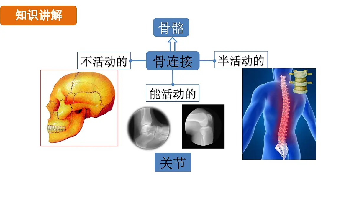 人教版（2024）生物八年级上册 6.3 神经系统支配下的运动（课件）第6页