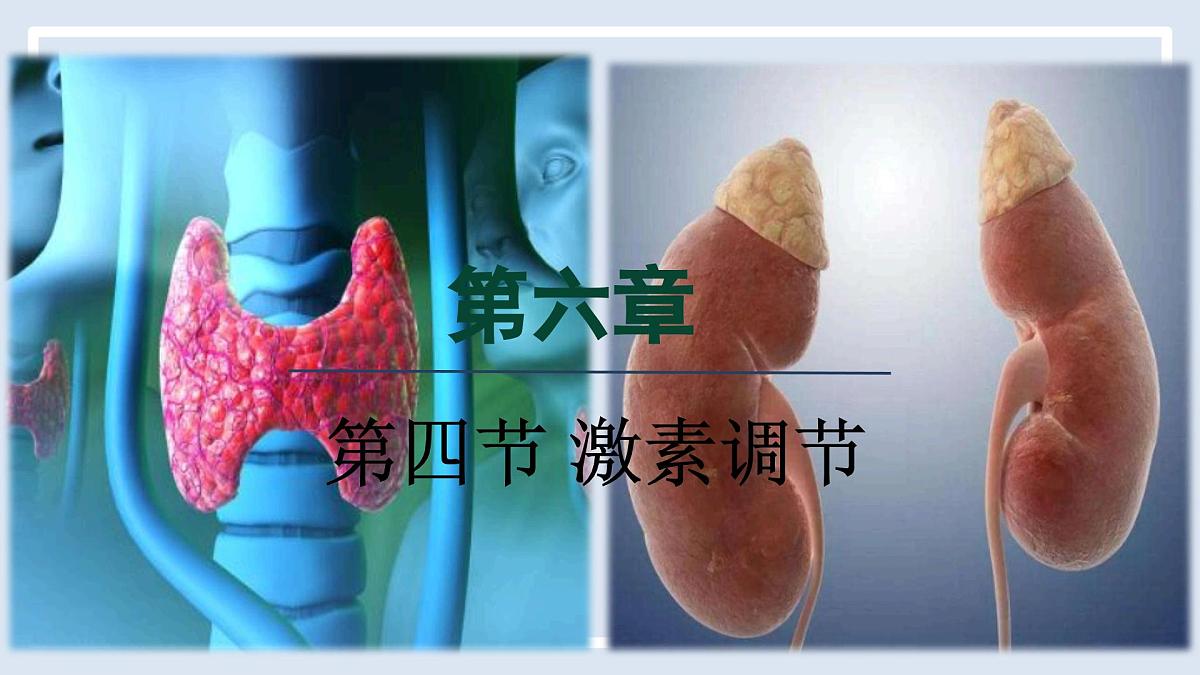 人教版（2024）生物八年级上册 6.4 激素调节（课件）第1页