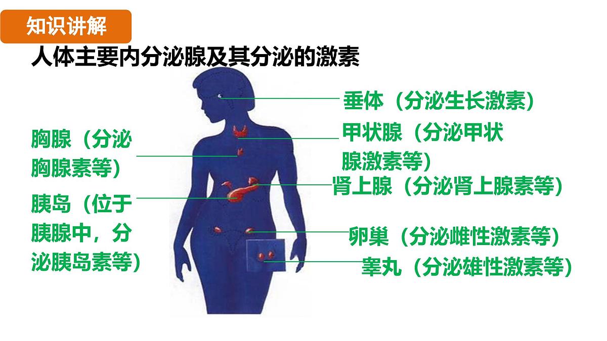 人教版（2024）生物八年级上册 6.4 激素调节（课件）第8页