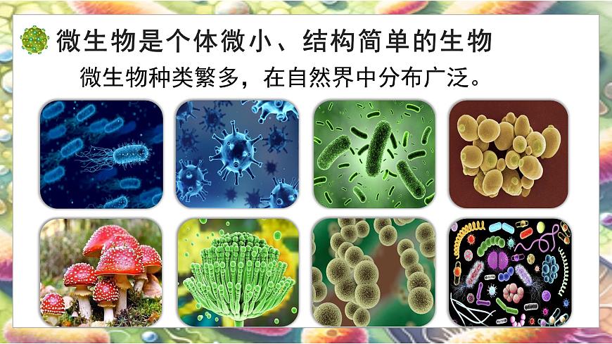 5.12.1 微生物的特点和主要类型 第1课时（教学课件）生物北师大版2024八年级上册第5页