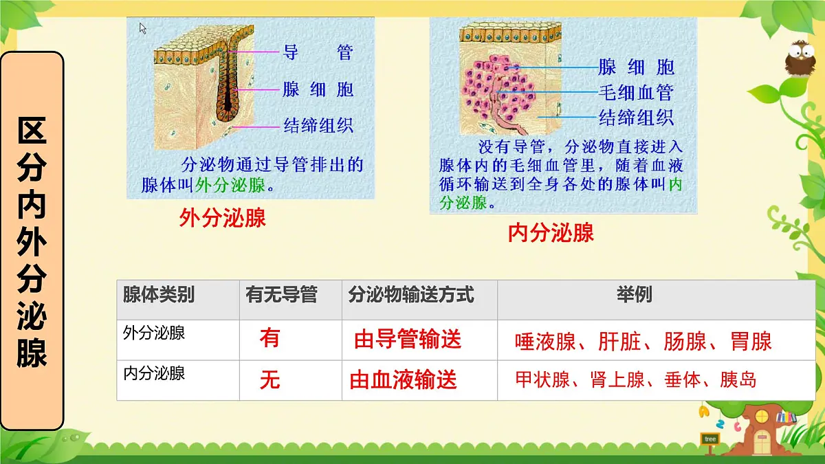 初中生物北师大版（2024）七年级下册4.10.3 激素调节 课件第3页