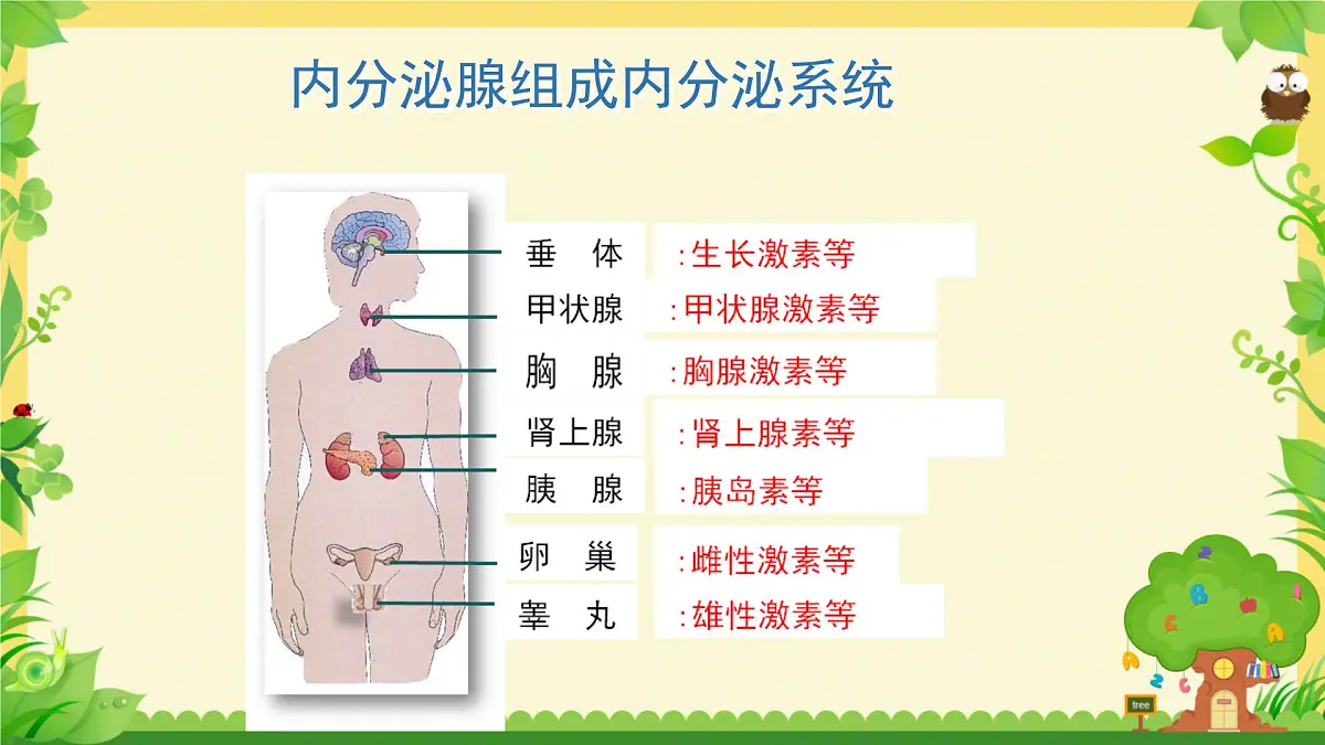 初中生物北师大版（2024）七年级下册4.10.3 激素调节 课件第4页