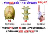 初中生物北師大版（2024）七年級下冊4.11.1 人體的骨骼 課件