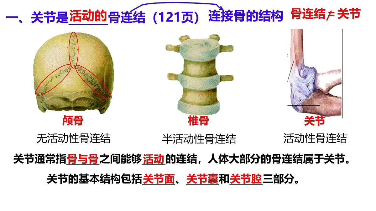 初中生物北师大版（2024）七年级下册4.11.1 人体的骨骼 课件第3页