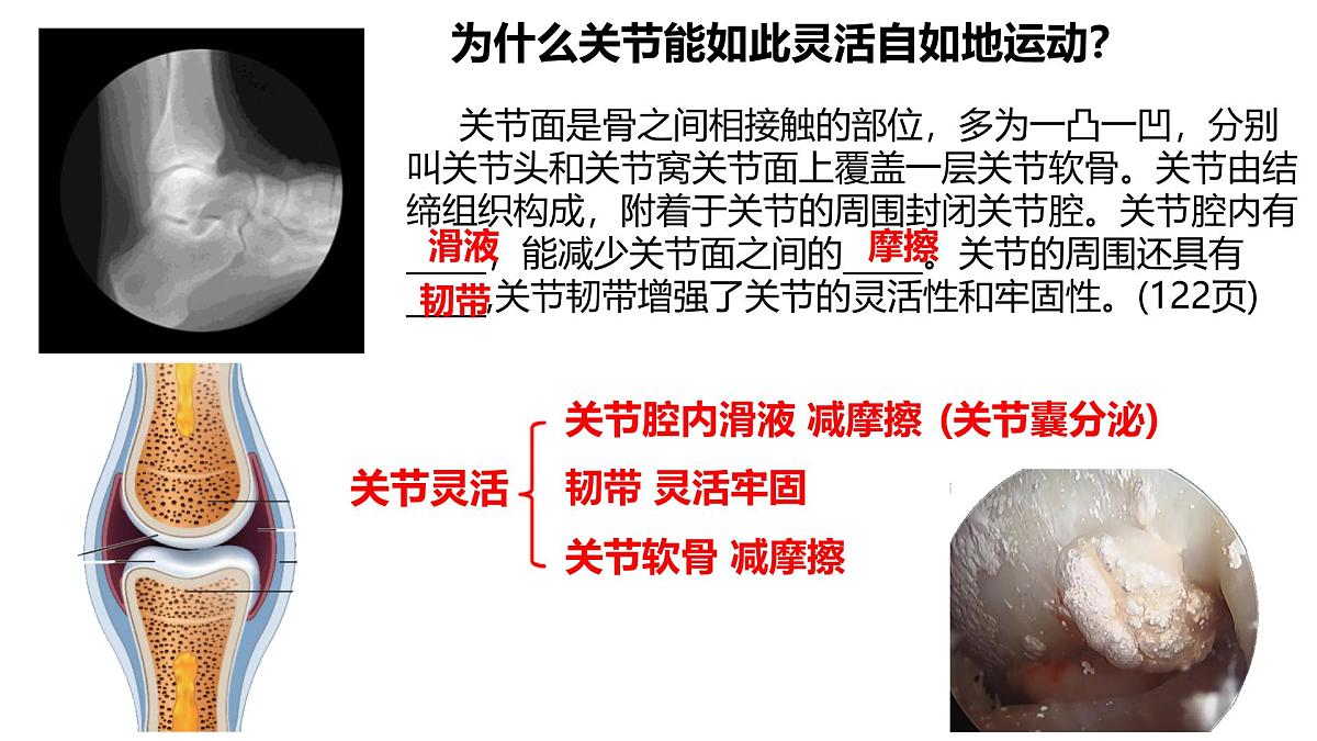 初中生物北师大版（2024）七年级下册4.11.1 人体的骨骼 课件第6页