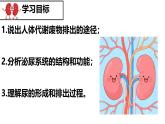 初中生物人教版（2024）七年級(jí)下冊(cè)4.5 人體內(nèi)廢物的排出 課件