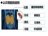 初中生物人教版（2024）七年級(jí)下冊(cè)4.5 人體內(nèi)廢物的排出 課件