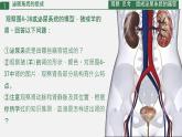 初中生物人教版（2024）七年級(jí)下冊(cè)4.5 人體內(nèi)廢物的排出 課件
