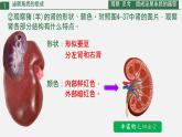 初中生物人教版（2024）七年級(jí)下冊(cè)4.5 人體內(nèi)廢物的排出 課件