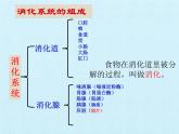 初中生物冀少版（2024）七年級下冊3.1 消化系統(tǒng)與營養(yǎng)攝取 復(fù)習(xí)課件