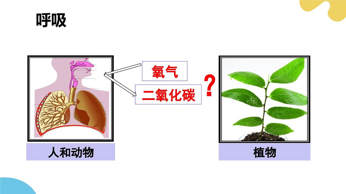 第十二章 第2节 植物维持生物圈中的碳氧平衡（第2课时）PPT课件第8页